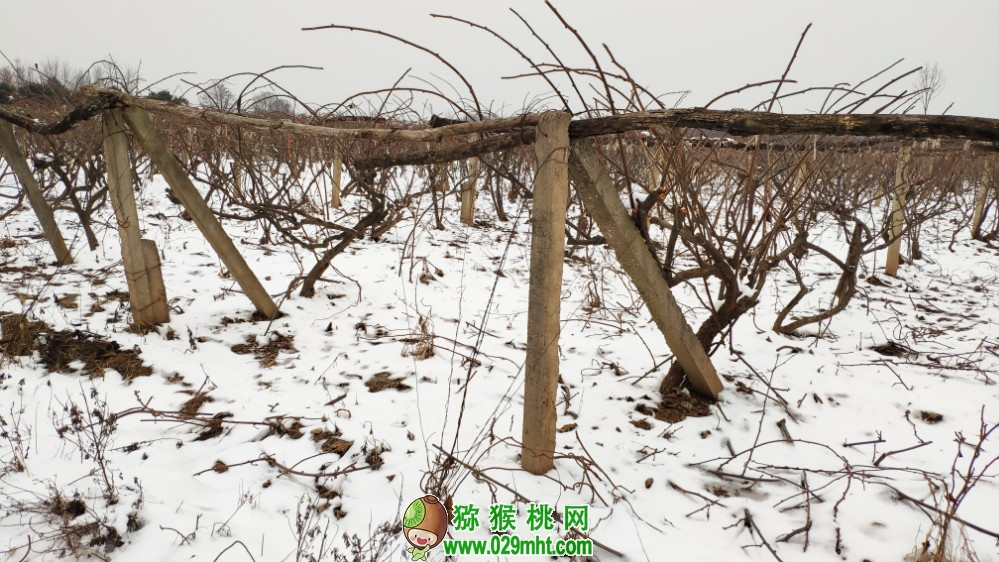 北方猕猴桃树冬天怕冻吗?