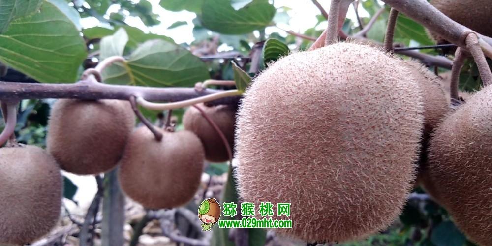 卖猕猴桃的微商广告语（为大家收集）