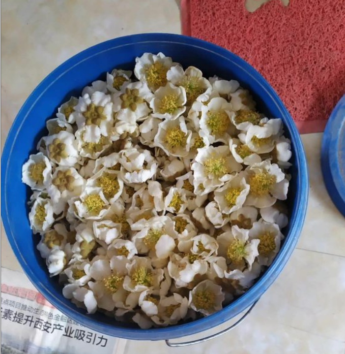 猕猴桃授粉在什么天气下进行好一点
