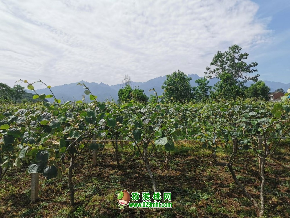 猕猴桃生长适宜pH值5.5-7的微酸性土壤的地方栽植