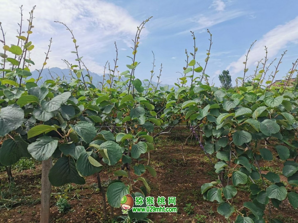 猕猴桃生长适宜pH值5.5-7的微酸性土壤的地方栽植