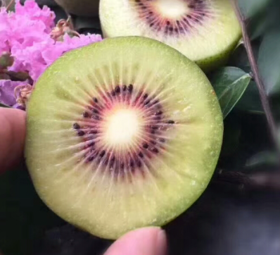 苍溪猕猴桃