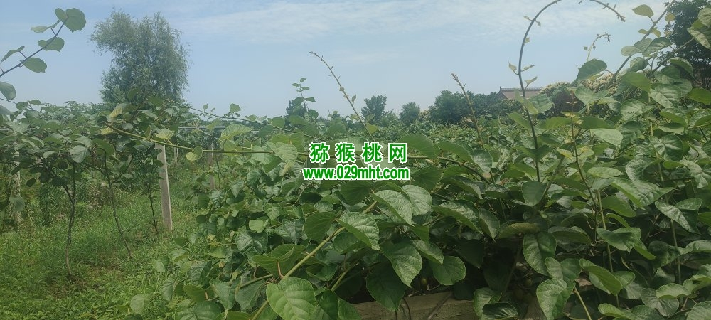周至猕猴桃果园有机猕猴桃认领活动